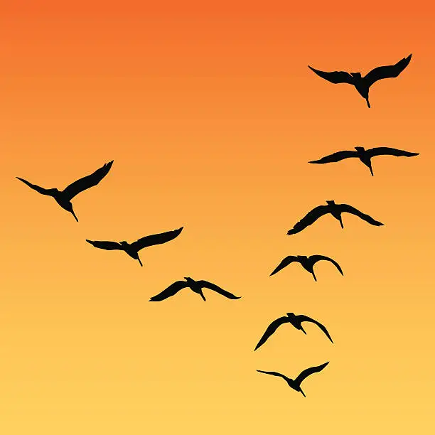 Vector illustration of Pelicans Flying Sunset