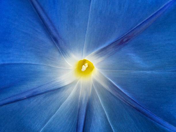 istock Blue morning glory flowers 474405291