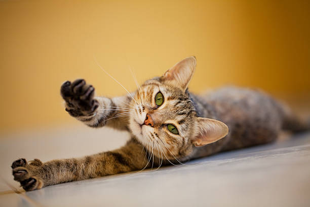 istock Domestic cat stretching on the floor 474405636