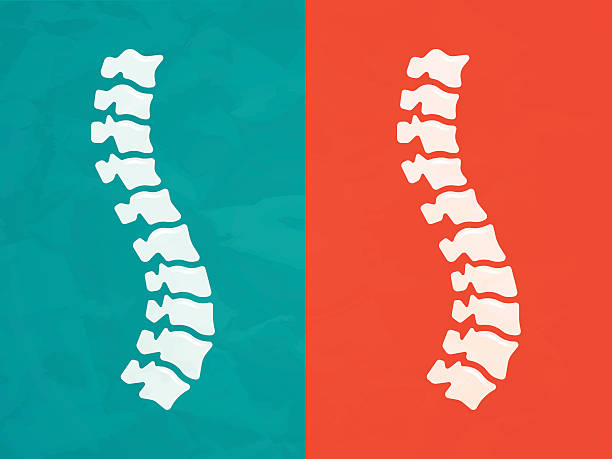 Spine Human spine chiropractic back pain concept. EPS 10 file. Transparency effects used on highlight elements. spinous process stock illustrations