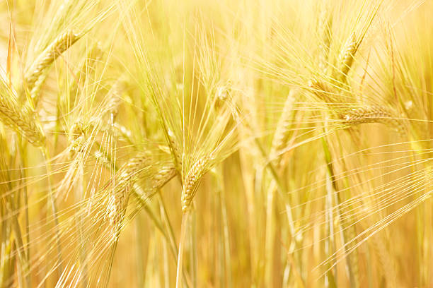 istock Close up - ears of wheat in field 474406095