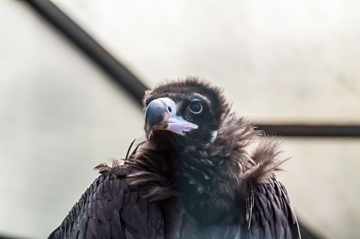 Close up portrait of a Eurasian black vulture