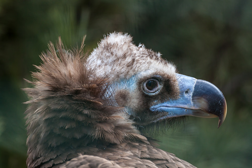 The Turkey Vulture (Cathartes aura) is a bird found throughout most of the Americas.  turkey buzzard or  buzzard. Santa Rosa, California. Pepperwood Preserve.