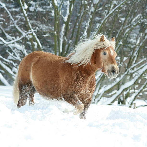 istock Amazing haflinger running in the snow 474410392
