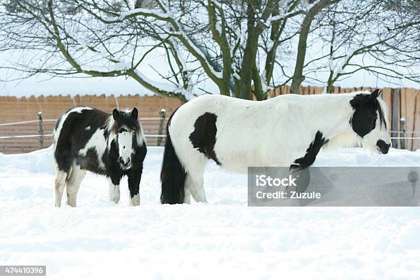 Mare With Foal Together In Winter Stock Photo - Download Image Now - 2015, Animal, Animal Mane
