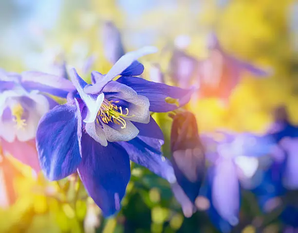 Photo of Columbine flowers in sun light, close up