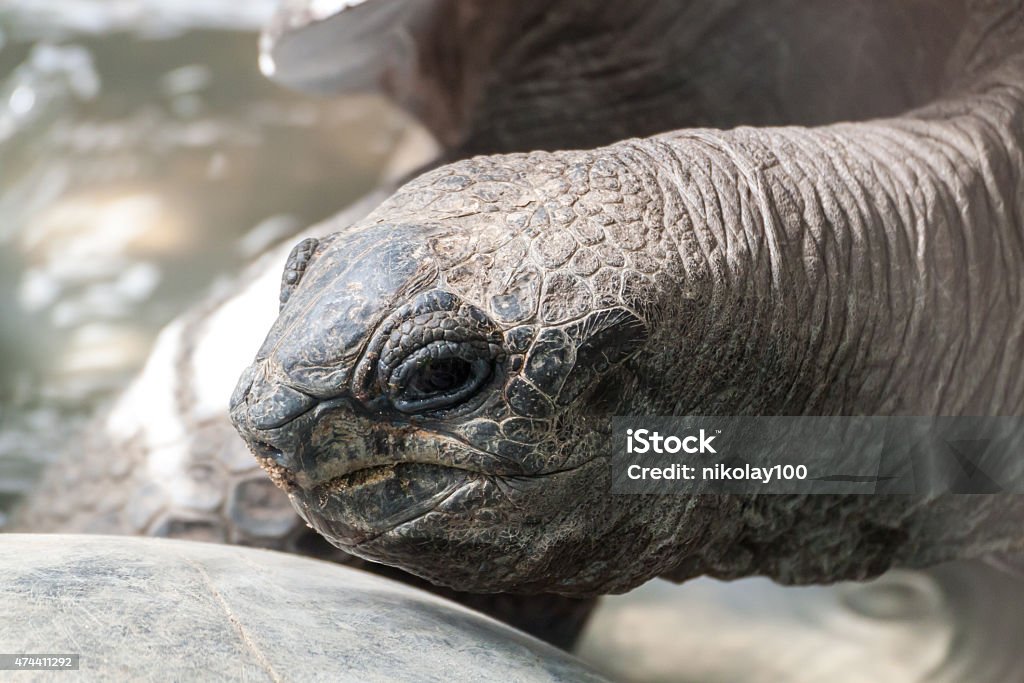 Galapagos giant tortoise Portrait of a Galapagos giant tortoise 2015 Stock Photo