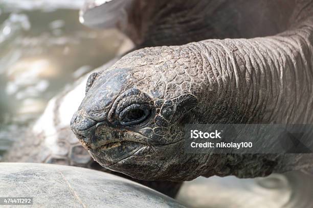 Galapagos Giant Tortoise Stock Photo - Download Image Now - 2015, Ancient, Animal Shell
