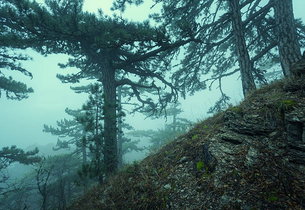 istock Trail through a mysterious dark old forest in fog. Autumn 474411792