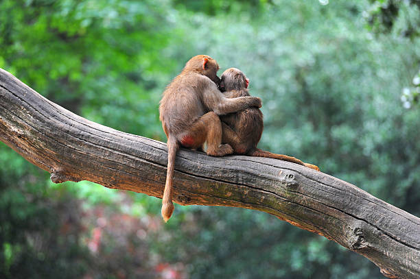 두 원숭이 프렌즈 앉아 트리 - animal ape monkey bonding 뉴스 사진 이미지
