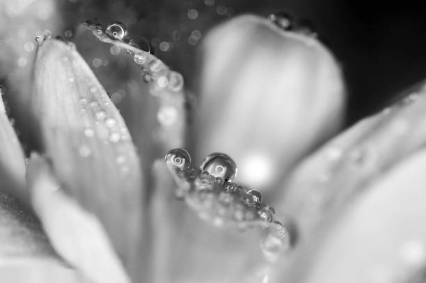 芸術的なガーベラマクロ花のデイジー&ホワイト、ブラック - black white macro high contrast ストックフォトと画像