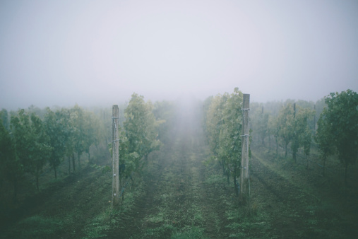 A vineyard covered by fog.