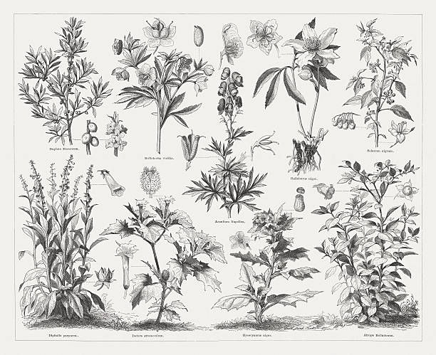 ядовитых растений, опубликован в «1876» - schneerose stock illustrations
