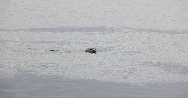 istock Seal swimming in the ocean. 474412979