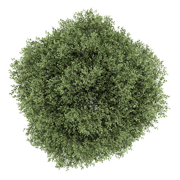 istock top view of english oak tree isolated on white background 474413922