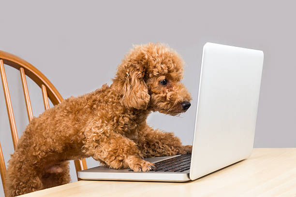 istock Smart brown poodle dog typing and reading laptop computer 474414516