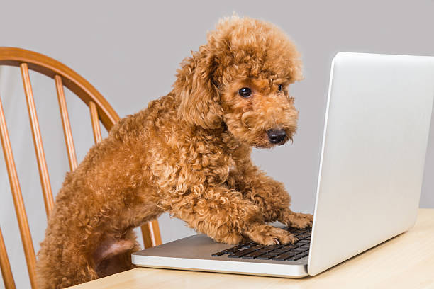 istock Smart brown poodle dog typing and reading laptop computer 474414520
