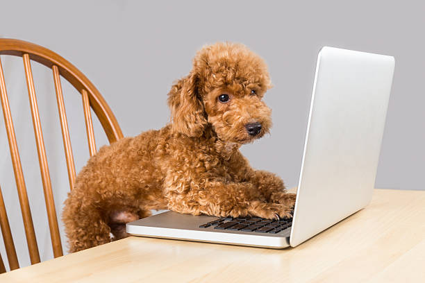 istock Smart brown poodle dog typing and reading laptop computer 474414522