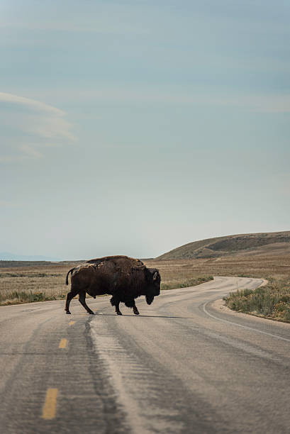 istock Bison Crossing the Road at Antelope State Park 474414752