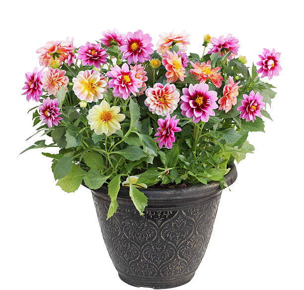 istock Dahlia Flower in Pot 474414970