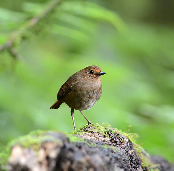 istock Brown shortwing bird, female 474415997