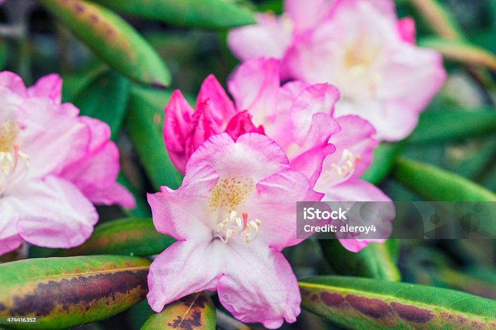 pink rhododendron pink rhododendron, wooded area in a garden, May morning after a rainfall 2015 Stock Photo