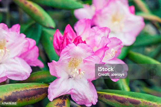 Pink Rhododendron Stock Photo - Download Image Now - 2015, Formal Garden, Horizontal