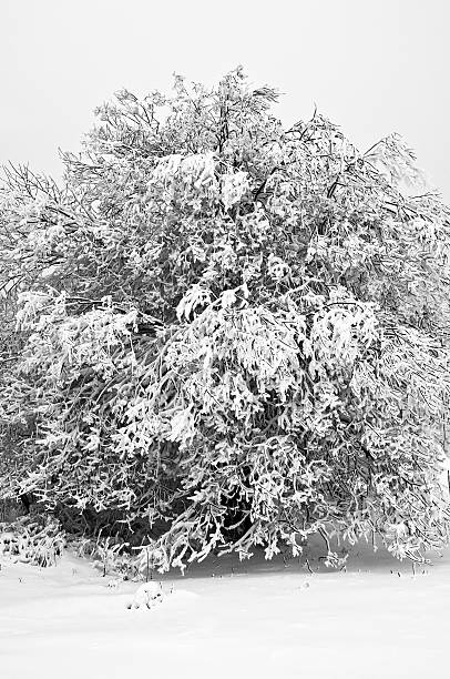 istock Winter in the mountain forest in black and white 474416633