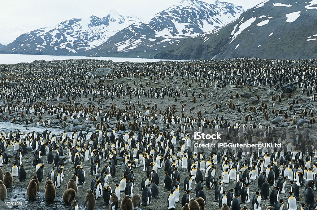 Penguins - Royalty-free Pinguim-imperador Foto de stock