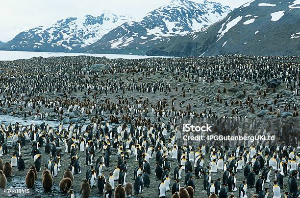 Penguins - Fotografias de stock e mais imagens de Pinguim-imperador - Pinguim-imperador, Colónia - Grupo de animais, Pinguim