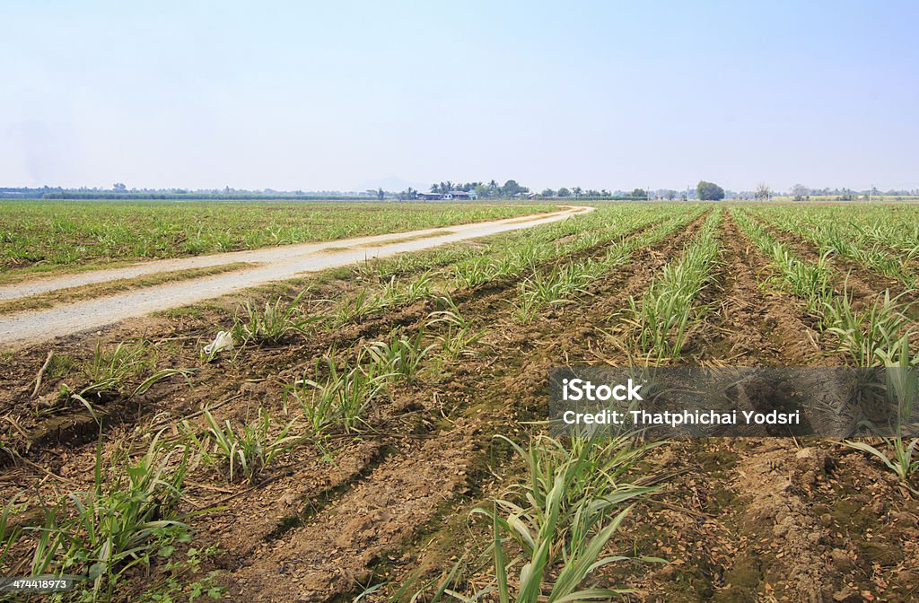 Champ à la canne à sucre - Photo de Agriculture libre de droits