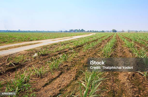 Photo libre de droit de Champ À La Canne À Sucre banque d'images et plus d'images libres de droit de Agriculture - Agriculture, Bleu, Canne à sucre