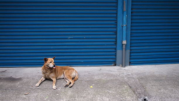 istock Brown dog lying in front of blue shutter door 474419026