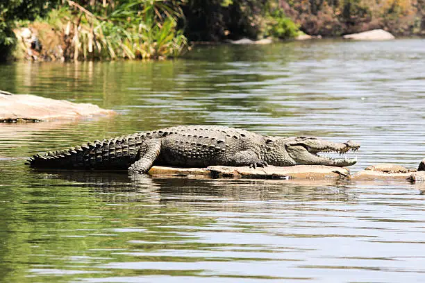 Crocodile, Indian Crocodile, Water, Water Animals