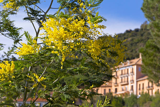 False Mimosa (Acacia dealbata, Mimosaceae) Yellow Mimosa, symbol of the early springtime in february at the French Riviera. provence alpes cote dazur stock pictures, royalty-free photos & images