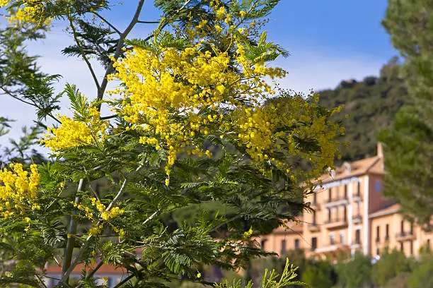 Yellow Mimosa, symbol of the early springtime in february at the French Riviera.