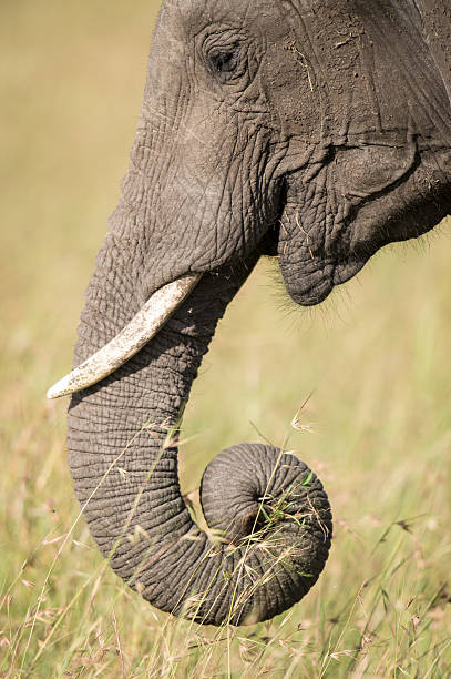 Elephant trunk and tusk stock photo