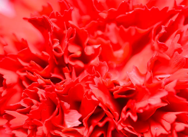 istock Soft-focus beautiful Red flowers background 474419635