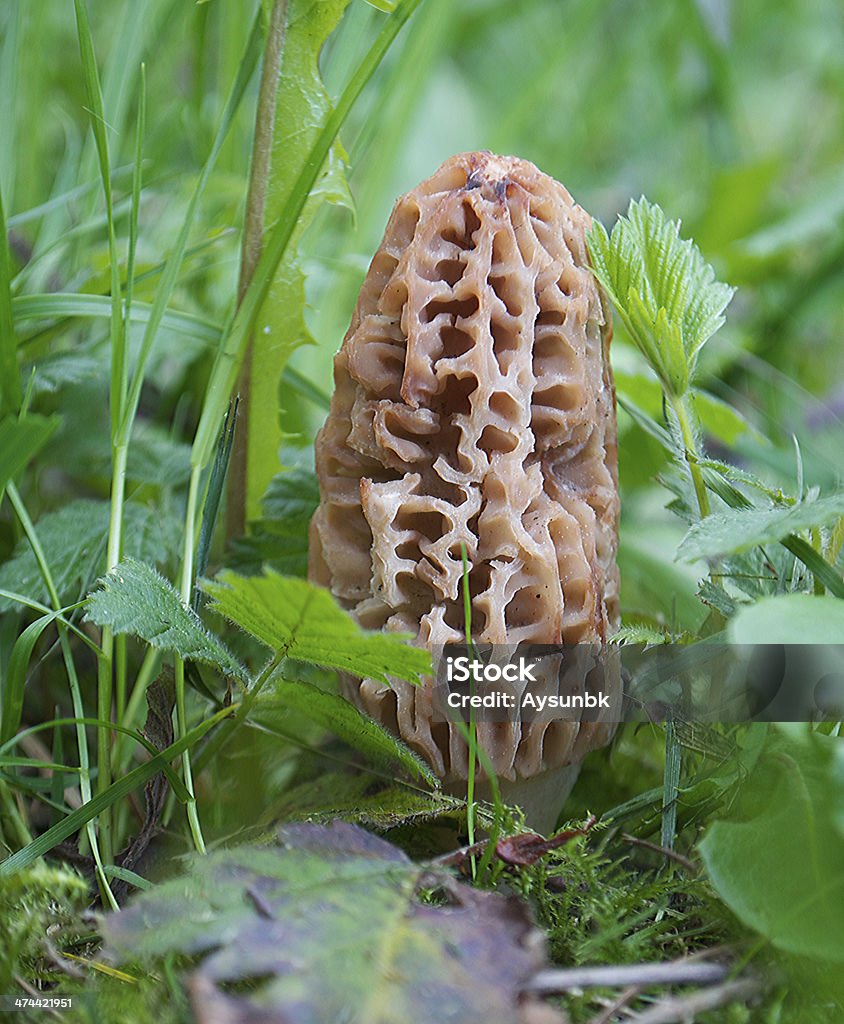 Fresh and Wild Morel Mushroom Morel (Morchella) mushroom in the forest.  Close-up Stock Photo