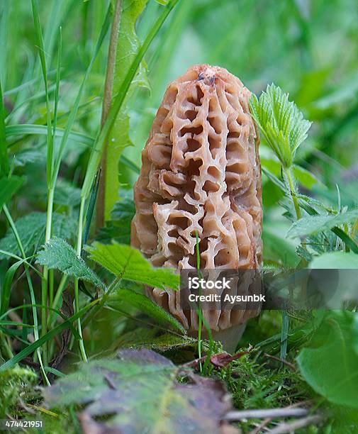 Fresh And Wild Morel Mushroom Stock Photo - Download Image Now - Close-up, Discovery, Edible Mushroom