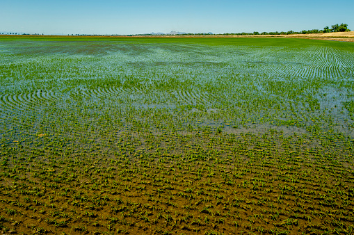 Irrigated rice field in the San Joaquin Valley of California.