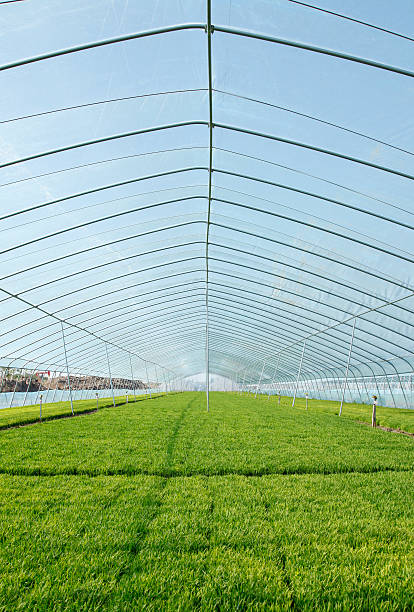 istock The rice seedling in the greenhouse 474422702