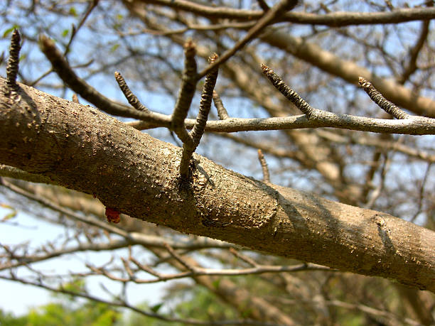 istock branch of terminalia ivorensis 474422773
