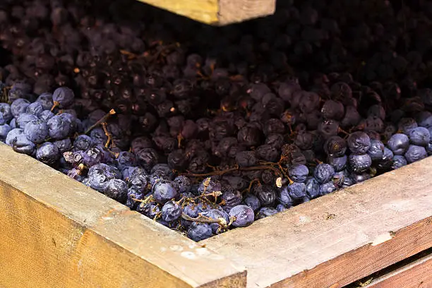 Bunches of grapes used for Amarone, drying on mats called 'arelle' to increase sugar content.