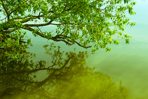 scenic branch of willow tree above calm morning waters