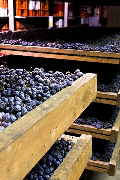 istock Bunches of grapes used for Amarone 474423714