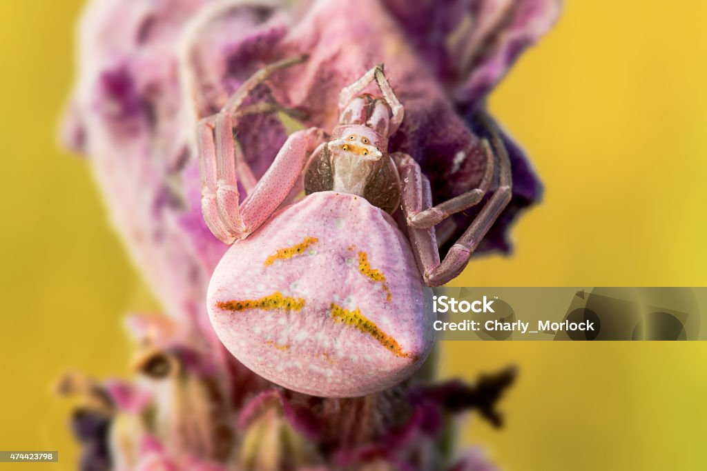 crab spider thomisus onustus pink spider crab thomisus onustus pink 2015 Stock Photo