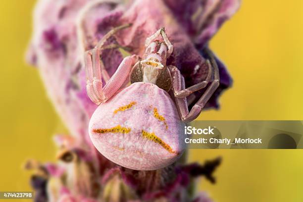 Crab Spider Thomisus Onustus Pink Stock Photo - Download Image Now - 2015, Animal, Animal Body Part