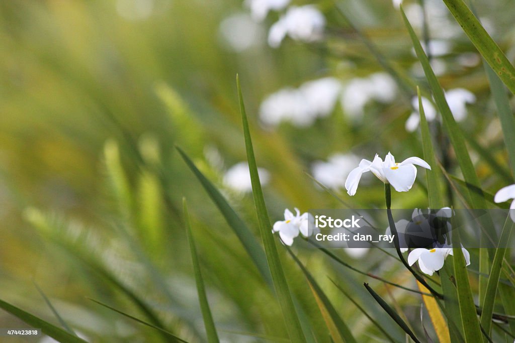 Dietes grandiflora (large wild iris) depth of field shot 2015 Stock Photo