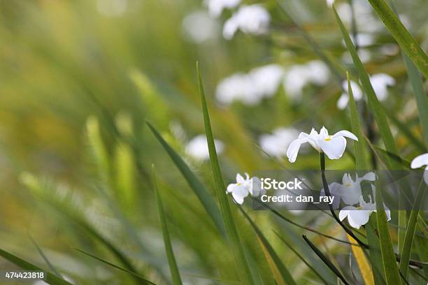 Dietes Grandiflora Depth Of Field Shot Stock Photo - Download Image Now